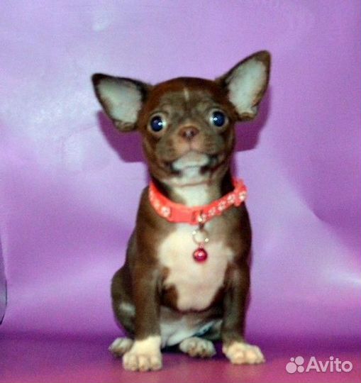 Чихуахуа очаровательные,курносенькие щенки разных