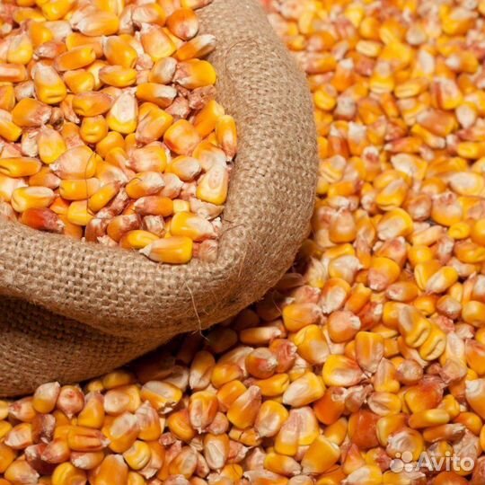 Зерно, пщеница, кукуруза