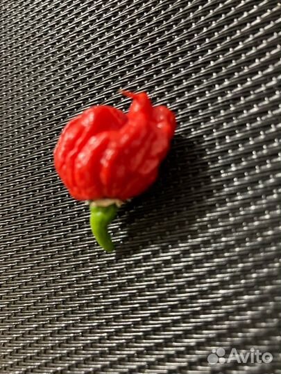 Семена супер острых перцев