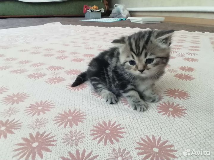 Британский котик