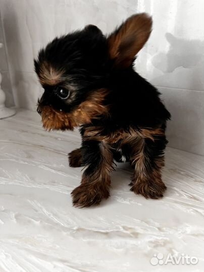 Йоркширский терьер девочка