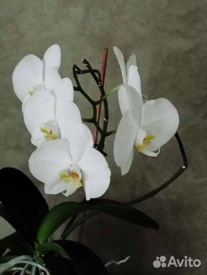 Дендробиум фаленопсис