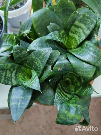 Сансевиерии