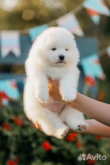 Щенки самоеды