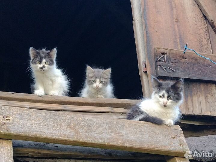 Котята в добрые руки