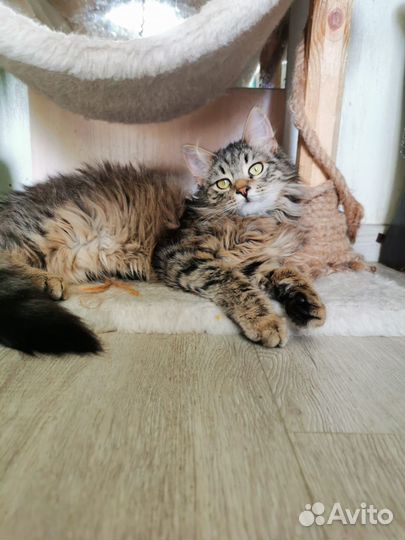 Котик в добрые ручки