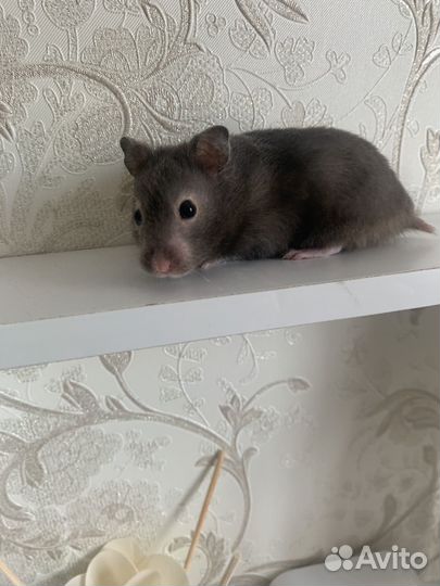 Сирийский хомяк