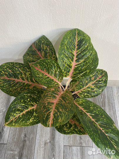 Аглаонема боксинг