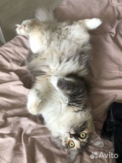 Кошки в добрые руки