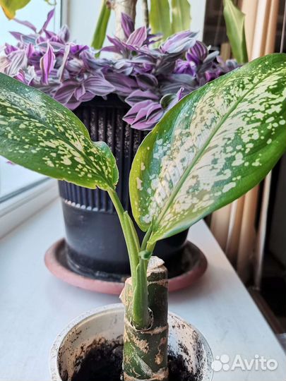 Диффенбахия