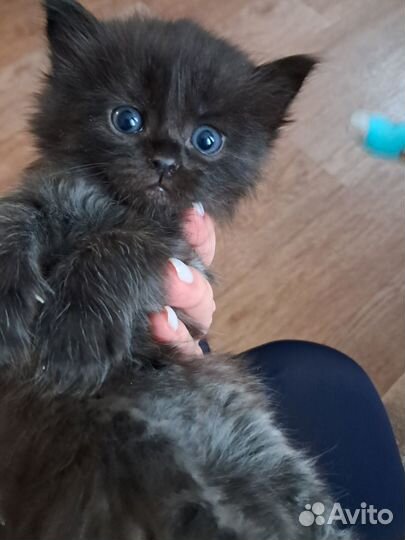 Кошечка в добрые руки