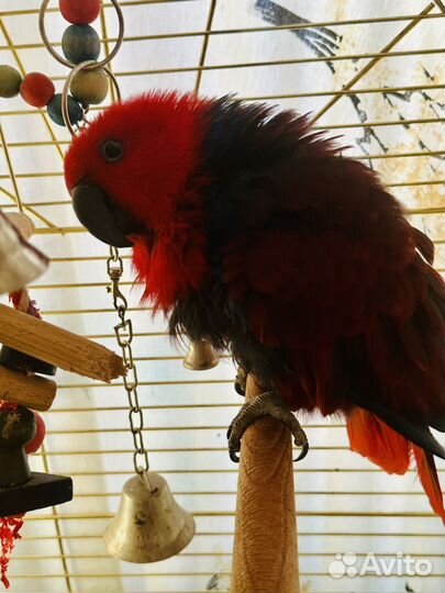 Эклектус, Благородный Попугай