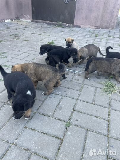 Собаки щенки бесплатно