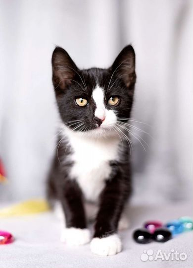 Маркиз 2,5 месяца котенок ищет дом