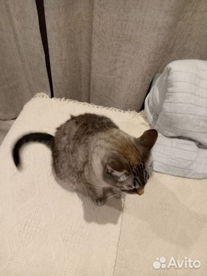 Отдам кота в добрые руки