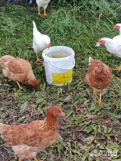Куры несушки ломан браун