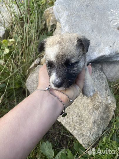 Лучший друг