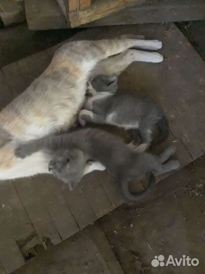 Котята в добрые руки бесплатно