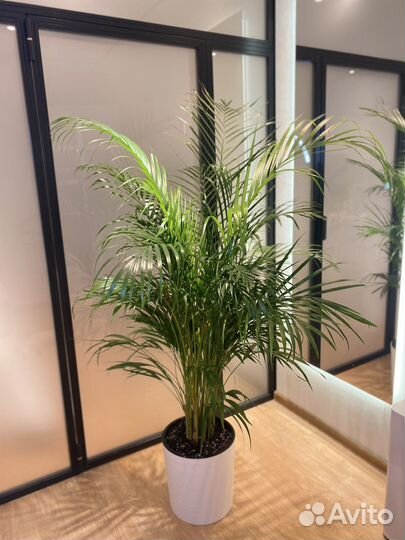 Высокая пышная Пальма дипсис 170 см (в наличии)