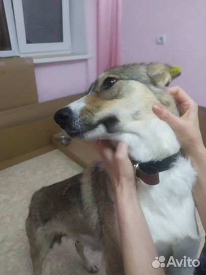 Отдам собаку в добрые руки