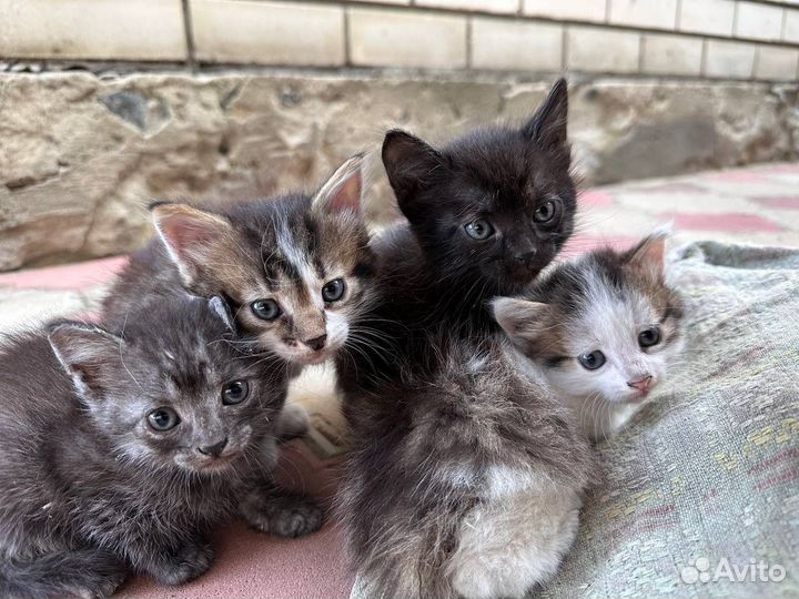 Котята в добрые руки
