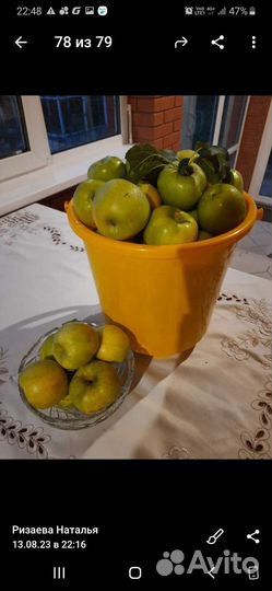 Яблоки домашние