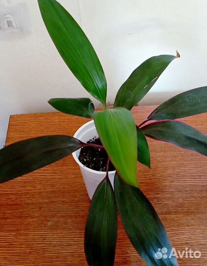 Комнатное растение Кордилина