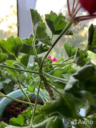 Пеларгония герань тюльпановидная