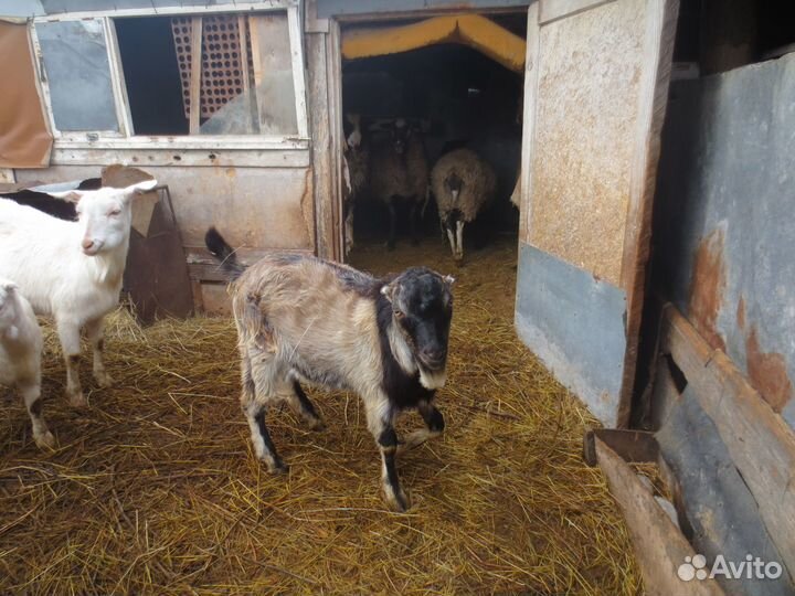 Козлята Ламанча и козы