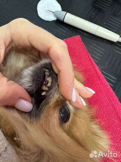 Ультразвуковая чистка зубов собаке