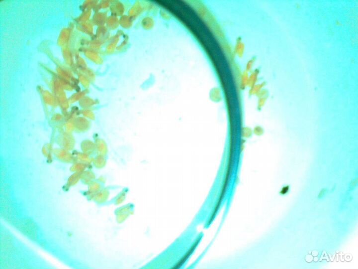 Вниипрх, 200 л. И 8 л. Вейса