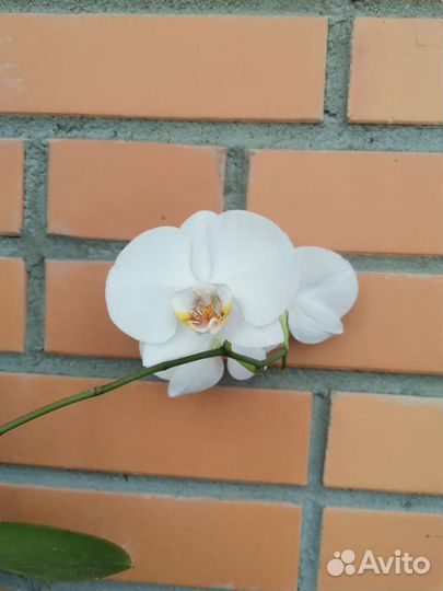 Орхидея фаленопсис