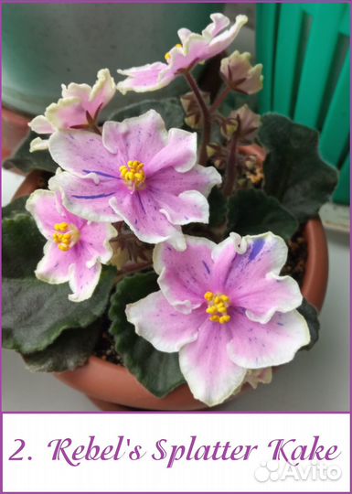 Фиалки разные сорта