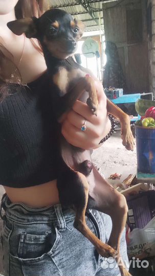 Мини той-терьер