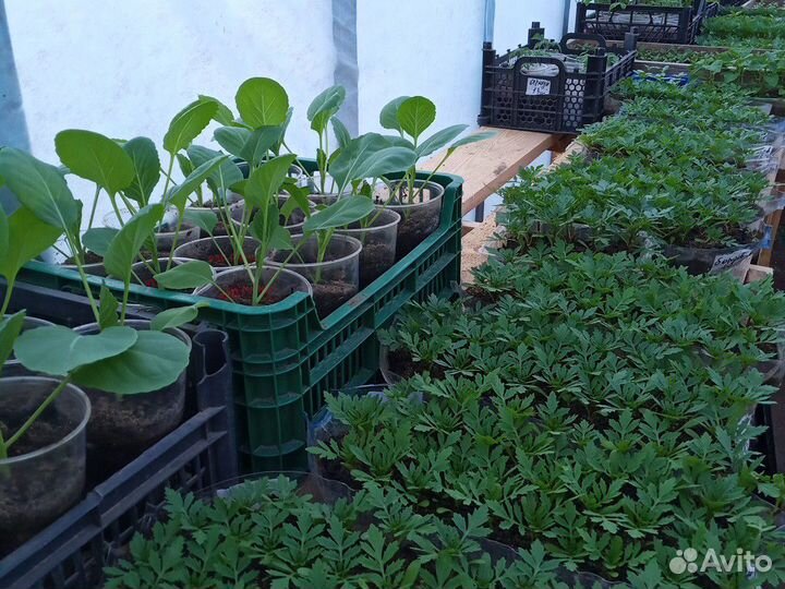 Рассада помидор