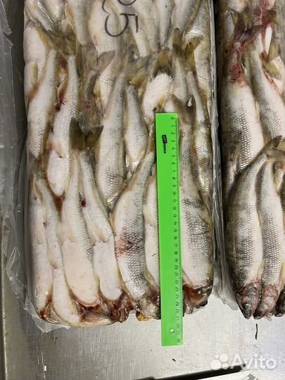 Корюшка 25+ очень крупная