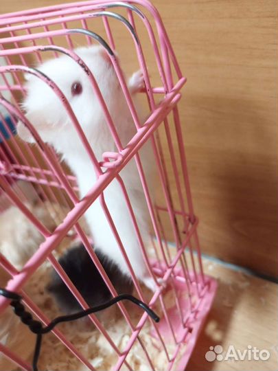 Сирийский хомяк