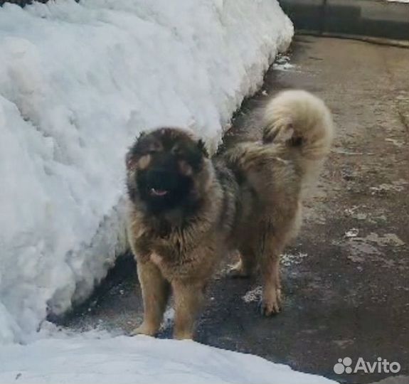 Кавказская овчарка