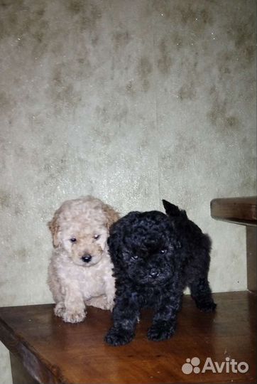 Щенки той и карликого пуделя