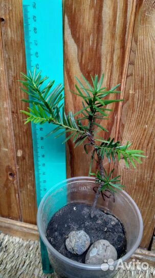 Тисс ягодный уличный