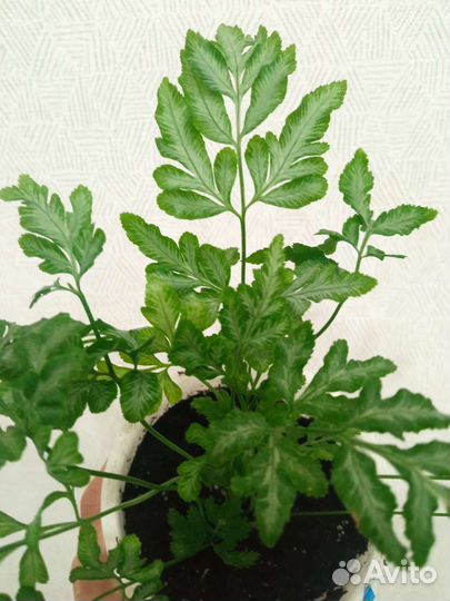 Папоротник птерис мечевидный Silver Lace