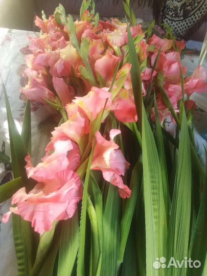 Гладиолусы