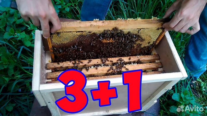 Пчелопакеты бакфаст, карника, карпатка