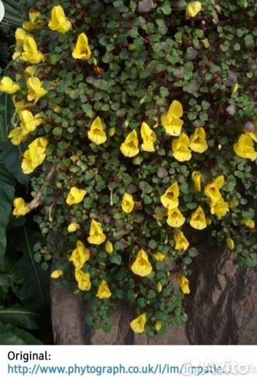 Абутилон, бальзамин ампельный орхидейный