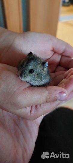 Джунгарский хомяк