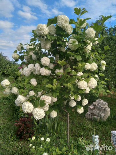 Декоративные саженцы