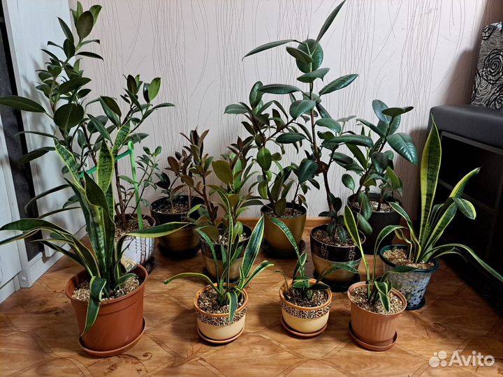 Фикус и Сансевиерия