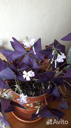 Оксалис,Хлорофитум,Алоэ,Фикус,Антуриум