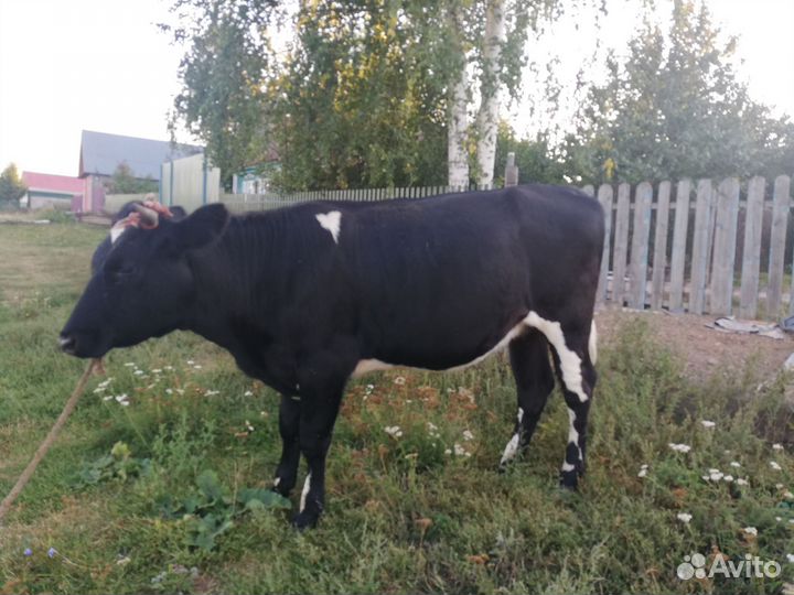 Телка 1.5 года