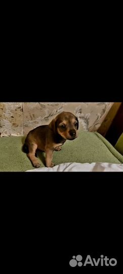 Щенки маленькой собаки в хорошие руки